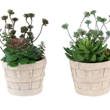 Artificial Succulent, Table Decor (Set of 2) - Green / Beige