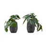 Artificial Alocasia Plant (Set of 2)